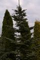 Abies veitchii Glauca IMG_6243 Jodła Veitcha